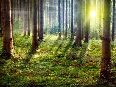 Ein sonnendurchfluteter Wald mit hohen Bäumen und grünem Unterholz.